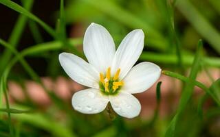 Regenlilienblume, die im Garten blüht foto