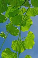 tinospora Cordifolia lokal Name Guduchi, und Giloy, ist ein krautig Ranke von das Familie menispermaceae einheimisch zu das tropisch Bereiche von Indien verwenden wie Ayurveda Medizin Blau Himmel Hintergrund foto