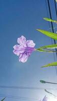 ruellia tuberosa Blühen im das Garten Blau Himmel Hintergrund foto