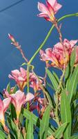 nerium Oleander l. Blühen im das Garten Blau Himmel Hintergrund foto