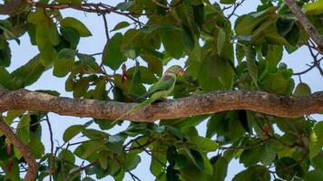 alexandrine sittich, alexandrine papagei thront auf baum foto