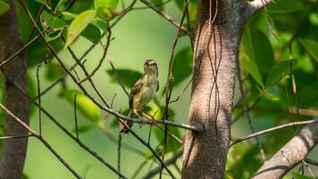 gemeiner Schneidervogel thront auf Baum foto