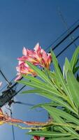 nerium Oleander l. Blühen im das Garten Blau Himmel Hintergrund foto