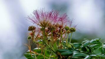 Calliandra Hämatozephalie Blühen im das Garten foto