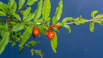 Granatapfel auf das Baum Blau Himmel Hintergrund foto