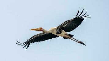 gemalt Storch fliegend im zu das Himmel foto