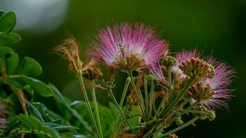 Calliandra Hämatozephalie Blühen im das Garten foto