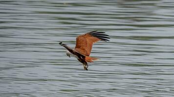 brahmanen Drachen fliegend im das Himmel im Natur von Thailand foto