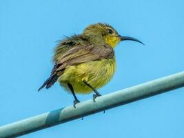 olivgrün Sunbird thront auf Draht foto