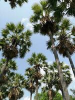 Zucker Palme Baum Blühen im das Garten foto