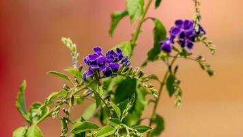 Himmel Blume, golden Tau tropfen, Taube Beere Blühen im das Garten foto