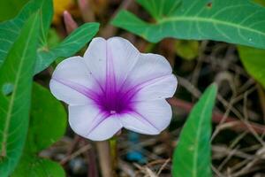 Morgen Ruhm Blume Blühen im das Garten foto