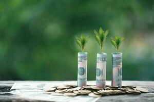das Geld Münze oder Geld Baum ist ein Geschäft Wachstum. das Geschäft Pflanze auf Münzen wachsend mit ein Hand zeigen beim Geld auf das Tisch. das Grün Umgebung Hintergrund Geschäft Erfolg im wirtschaftlich Symbol. foto