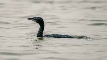 wenig Kormoran im das Teich foto