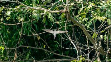 Himalaya Kuckuck fliegend im das Garten foto