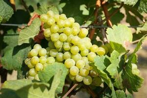 Aussicht von Wein Weinberge. Ernte Weiß Trauben zu machen Weiß Wein. Eigenschaften Hilfe hemmen das Wachstum von Krebs Zellen. Hilfe reduzieren das Menge von Schlecht fett. landwirtschaftlich Konzepte. foto