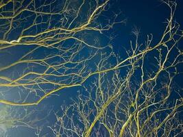 Baum Wurzeln beleuchtet durch Licht im das Nacht foto