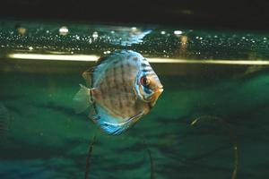 exotischer Fisch Symphysodon Diskus, in einem Aquarium foto