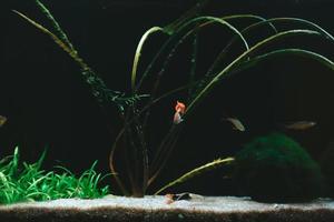 exotische Fische im Sammleraquarium foto