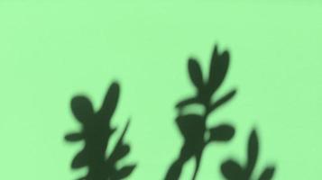 hinterlässt Schatten auf grünem Pastellpapier. abstrakter Hintergrund. Stock Foto.