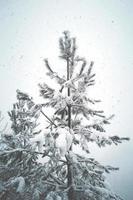 Schnee auf den Kiefern im Wald foto