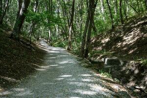 Fußweg im das Berge im das Wald. Fußweg in das Wald, bedeckt mit Schutt foto