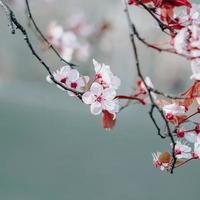 schöne kirschblüte sakura blume foto