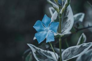 schöne blaue blume in der frühlingssaison foto