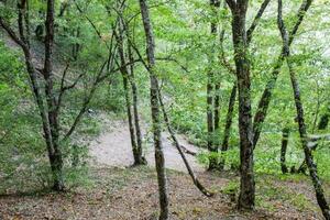 Grün Berg Wald. Bäume im das Wald auf das hügel. foto