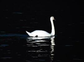 Weiß Schwäne schwimmen im das See beim Nacht. Nacht Schwäne. foto