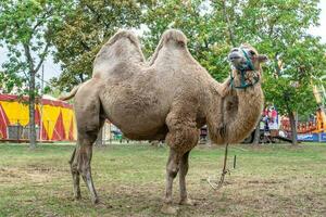 ein zwei bucklig Kamel im das Stadt Park. Kamel Gehen im das Park foto