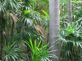 Natur Aussicht von Grün Blatt und Palmen Hintergrund, tropisch Blatt foto