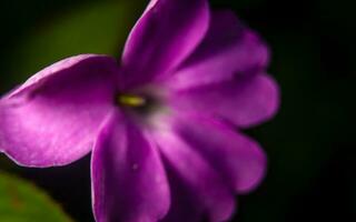 Makro Schuss von lila tropisch Blume auf dunkel Hintergrund foto