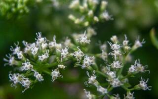 Weiß Blume Blüte. Nahansicht Natur Hintergrund foto