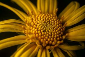 Makro Schuss von Gelb Blume auf dunkel Hintergrund foto