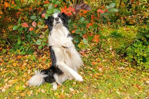 lustiger lächelnder Hündchen-Border-Collie, der springend auf buntem Laubhintergrund des Herbstes im Park im Freien spielt. Hund beim Spaziergang im Herbsttag. hallo konzept für kaltes wetter im herbst. foto