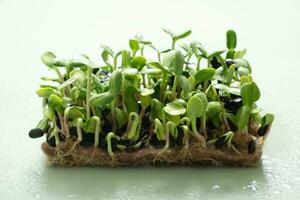 spross Microgreens von Sonnenblume. Superfood ist gewachsen beim heim. Makro Foto Nahansicht