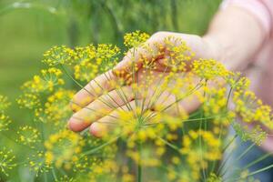 garten- und landwirtschaftskonzept. weibliche landarbeiterhand, die grünen frischen reifen organischen dill im gartenbett erntet. vegane vegetarische Lebensmittelproduktion aus eigenem Anbau. Bäuerin pflückt duftendes Kraut. foto