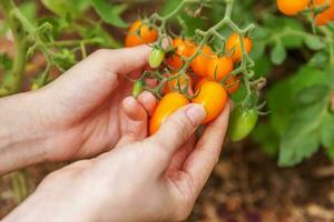 garten- und landwirtschaftskonzept. Frau Landarbeiter Hand pflücken frische reife Bio-Tomaten. Gewächshaus produzieren. pflanzliche Lebensmittelproduktion. Tomatenanbau im Gewächshaus. foto