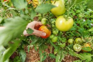 garten- und landwirtschaftskonzept. Frau Landarbeiter Hand pflücken frische reife Bio-Tomaten. Gewächshaus produzieren. pflanzliche Lebensmittelproduktion. Tomatenanbau im Gewächshaus. foto