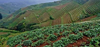 schön Aussicht von terrassiert Gemüse Plantage, Majalengka, Westen Java, Indonesien foto