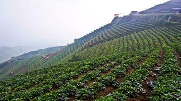 schön Aussicht von terrassiert Gemüse Plantage, Majalengka, Westen Java, Indonesien foto