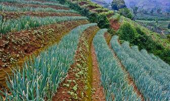 schön Aussicht von terrassiert Gemüse Plantage, Majalengka, Westen Java, Indonesien foto