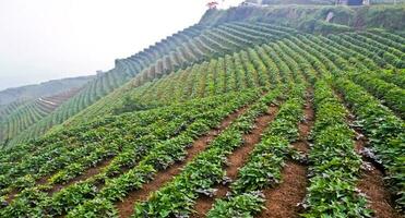 schön Aussicht von terrassiert Gemüse Plantage, Majalengka, Westen Java, Indonesien foto