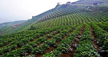 schön Aussicht von terrassiert Gemüse Plantage, Majalengka, Westen Java, Indonesien foto