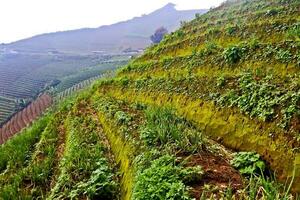 schön Aussicht von terrassiert Gemüse Plantage, Majalengka, Westen Java, Indonesien foto