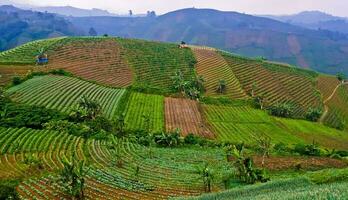 schön Aussicht von terrassiert Gemüse Plantage, Majalengka, Westen Java, Indonesien foto