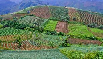 schön Aussicht von terrassiert Gemüse Plantage, Majalengka, Westen Java, Indonesien foto