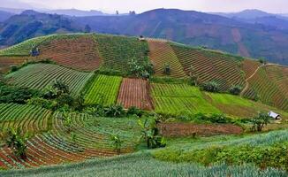 schön Aussicht von terrassiert Gemüse Plantage, Majalengka, Westen Java, Indonesien foto