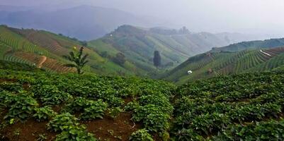 schön Aussicht von terrassiert Gemüse Plantage, Majalengka, Westen Java, Indonesien foto